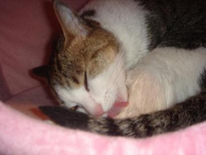 おちつけ　ぴよたんっ