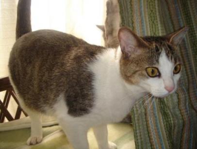 きれいににゃったにゃ