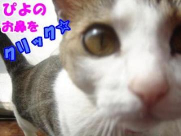 投票お願いにゃ