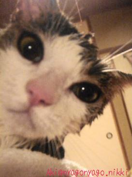 はにゃしてにゃ