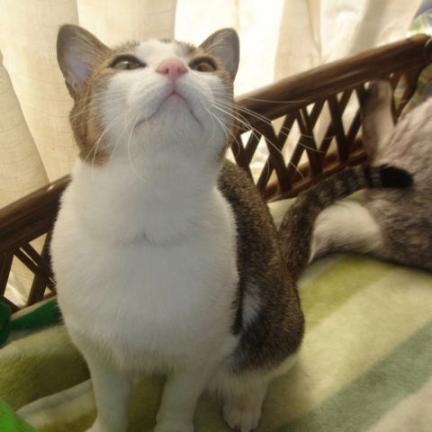 まっしろの胸元