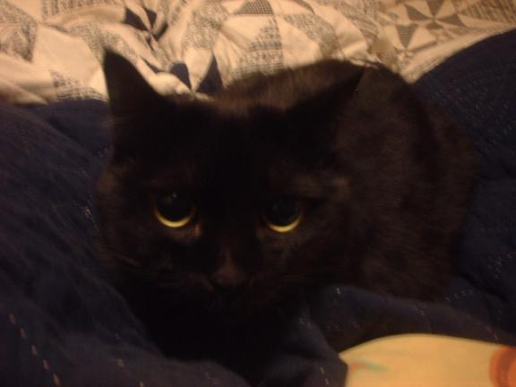 ガブッ娘・ナナコ