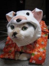 にゃー子ちゃん