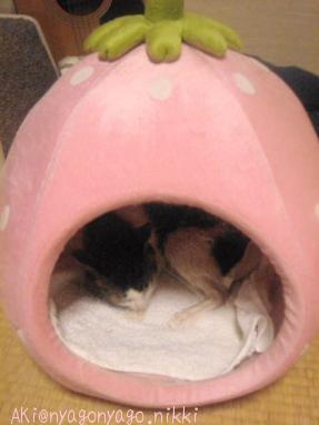 イチゴハウスに避難