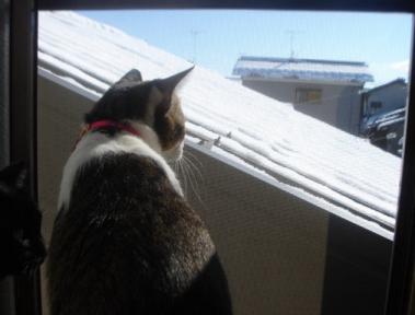 また降らにゃいかにゃ