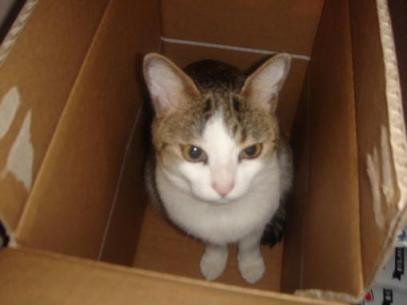 じゃましていますにゃ