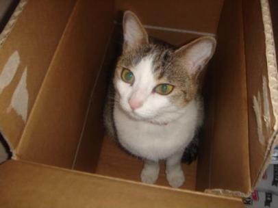 れとるとふーどあるにゃ