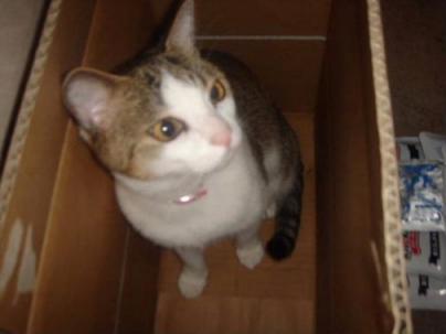 きににゃる・・・