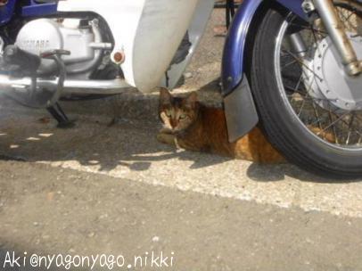 出会った猫さん