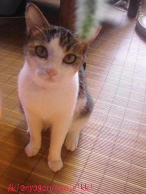 にゃかにゃか・・・