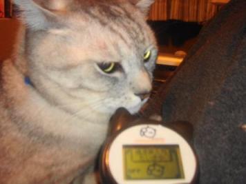 ちょっといやそう？