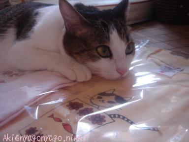 気に入ったにゃ