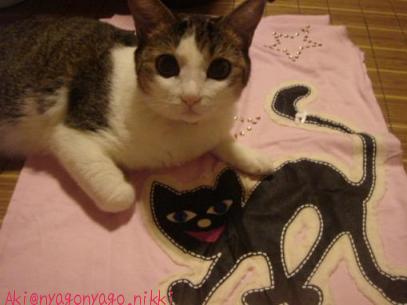 くろねこさんにゃったら