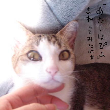 まねしてみたにゃ