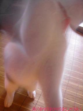 たのしいにゃ！