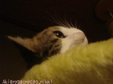 するかにゃ～？