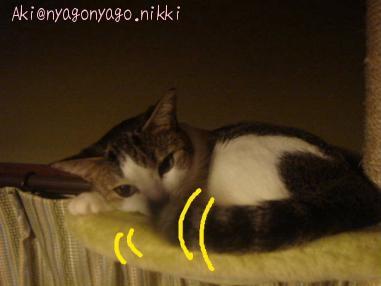 しませんにゃ！