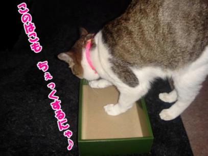 ちぇっくするにゃ