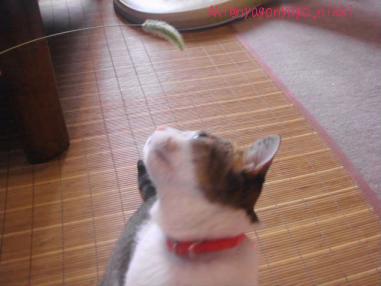 えのころ草？？