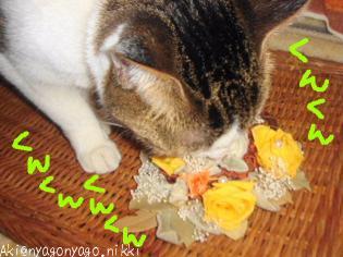 もっとくんくんチェック