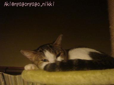 しま・・・せ・・・