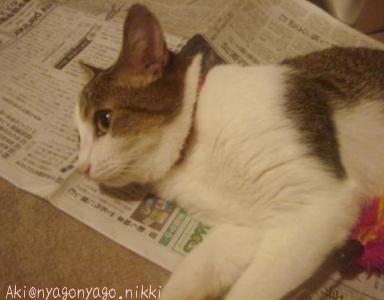 あそんでくれにゃいの・・