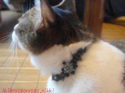 ぴよにぴったり！