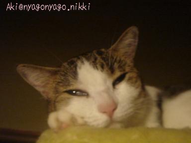 にゃ・・・ｚｚｚ