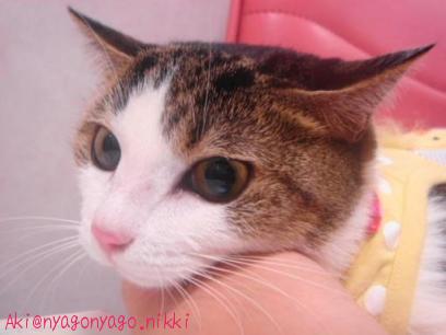 おつかれぴよたん