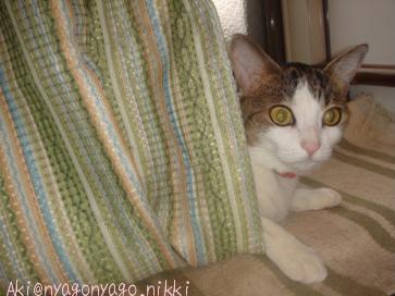 みいこの巣穴から