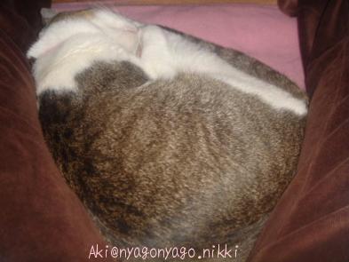 足の間にぴよたん