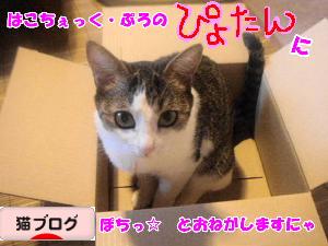 ランキング・ぴよたん２