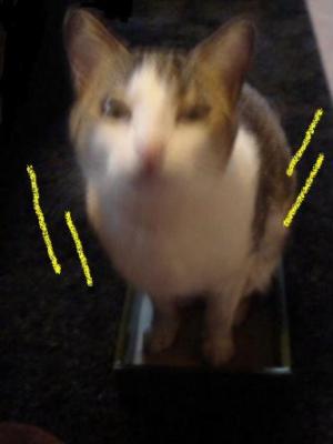 はいれますにゃ