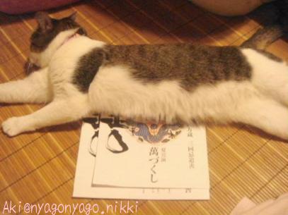 つまんにゃかったにゃ～