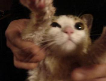 ドライヤーきらい～