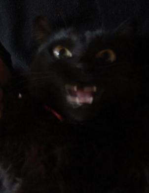 がおぉぉぉぉぉぉぉぉぉ