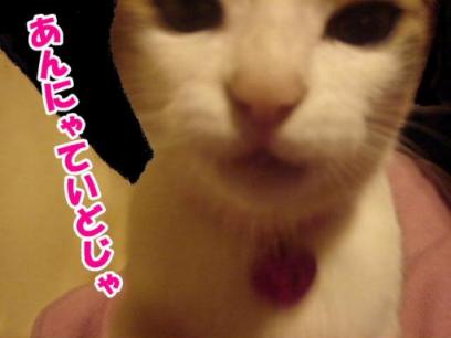 あんにゃ程度じゃ