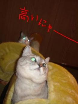 高いにゃーーーーーーーー