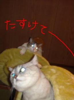 たすけてーーーーーーーーー