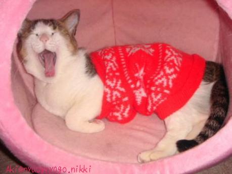 にゃはははー☆