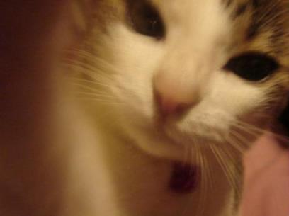 足りにゃいにゃ～～