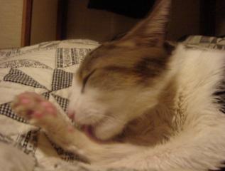 ぺろぺろぺろぺろ