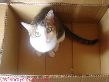 やっぱりいい箱♪