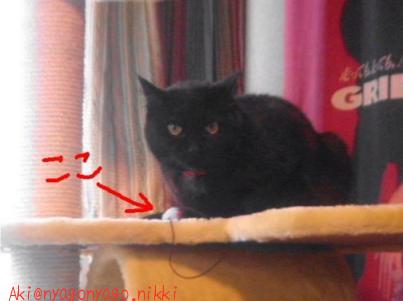 ここにおもちゃが