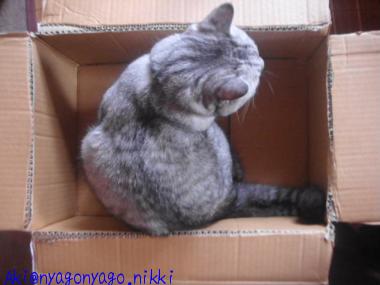 無理矢理みいこも