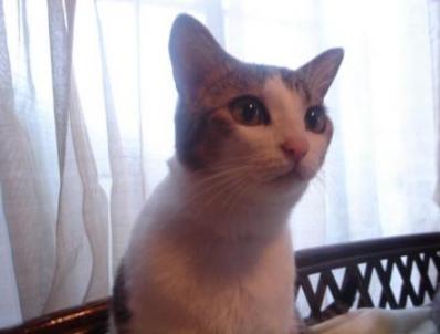 真っ白ぴよちゃん