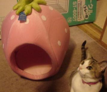 ぴよたん、どーぞ