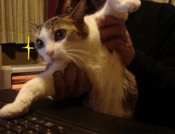 みらくる・ぶらいんどたっち