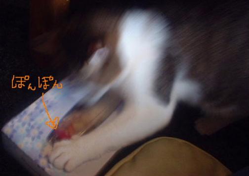 うわぁ！ぽんぽんだ
