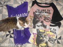 ぴよた～ん・・